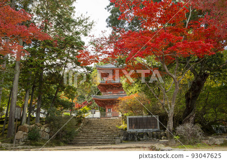 楓染成深紅色 楓染成深紅色 93047625