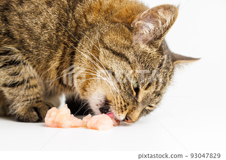 tabby cat eating raw chicken meat on white background tabby cat eating raw chicken meat on white background 93047829