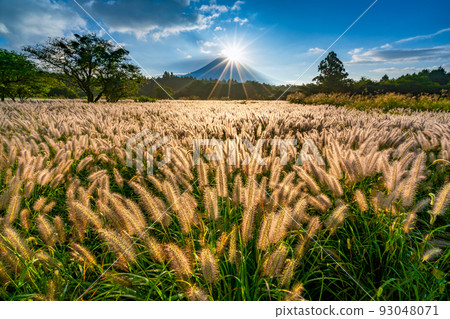 富士山貓雪山之秋朝霧高原 93048071