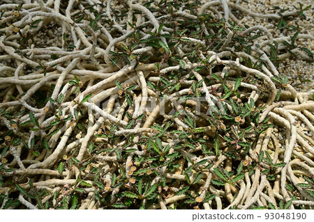 Euphorbia capsa themariensis (Euphorbiaceae) Euphorbia capsa themariensis (Euphorbiaceae) 93048190