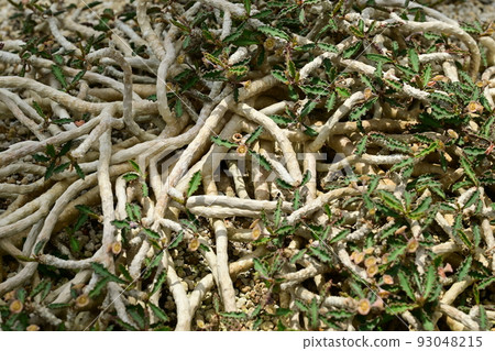 Euphorbia capsa themariensis (Euphorbiaceae) 93048215