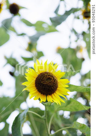 sunflower sunflower 93048291