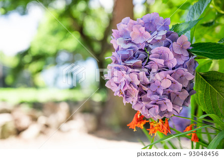 夏季繡球花 夏季繡球花 93048456