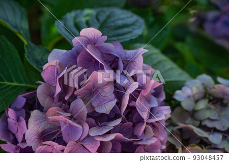 Purple hydrangea Purple hydrangea 93048457