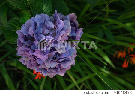 Blue purple hydrangea Blue purple hydrangea 93048458