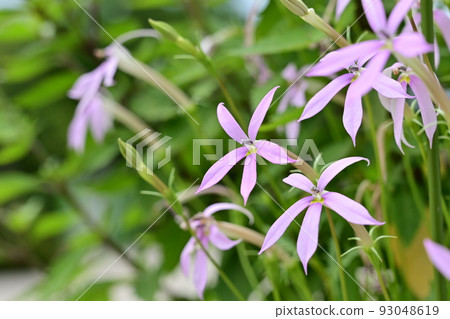 Flower of Isotoma 93048619