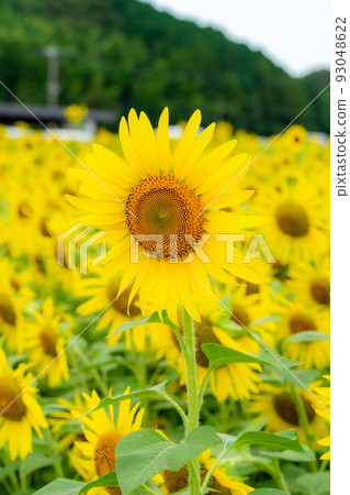 Sunflower field Sunflower field 93048622