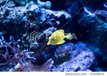 黃色的魚 93048642