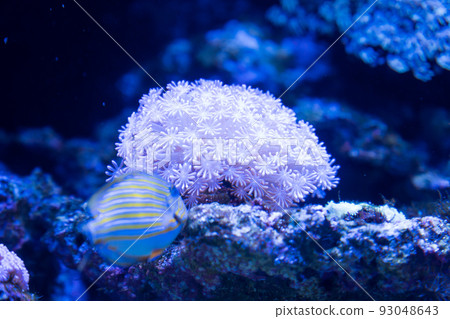 美麗的珊瑚 93048643