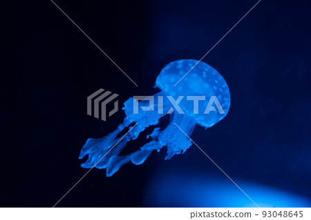 light blue jellyfish 93048645