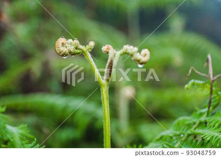 Focus on the leaves of the cabbage (Athyriaceae) wet with rain, planted in the garden, blurred background. Phak Kut is a fern family plant that can be used as a food and also a medicinal plant. 93048759