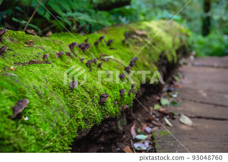 Focus on the black mushroom growing on the green moss-covered logs. Green moss is produced by succulents in the forest and in the rainy season. 93048760