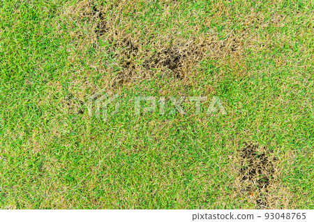 A patch is caused by the destruction of fungus Rhizoctonia Solani grass leaf change from green to dead brown in a circle lawn texture background dead dry grass. Dead grass of the nature background. 93048765