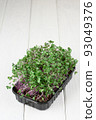 Fresh microgreens close up on wooden rustic background. Growing sprouts for salad 93049376