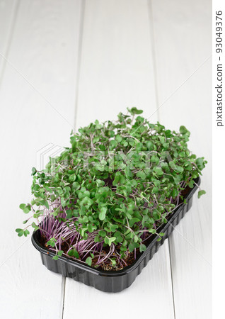 Fresh microgreens close up on wooden rustic background. Growing sprouts for salad 93049376