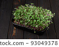 Fresh microgreens close up on wooden rustic dark background. Growing sprouts for salad 93049378