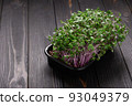 Fresh microgreens close up on wooden rustic dark background. Growing sprouts for salad 93049379