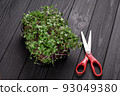 Fresh microgreens close up on wooden rustic dark background. Growing sprouts for salad 93049380