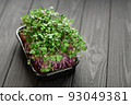 Fresh microgreens close up on wooden rustic dark background. Growing sprouts for salad 93049381