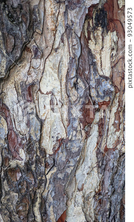 Texture of gray tree bark Texture of gray tree bark 93049573