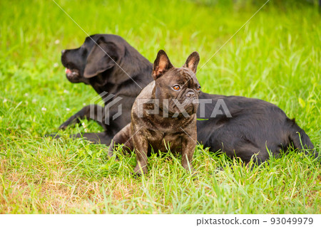Two dogs on the grass, a French bulldog in focus and a black Labrador retriever in defocus. 93049979
