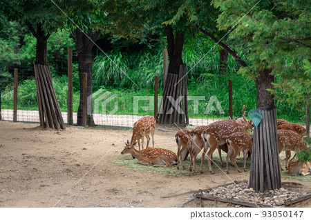 Deer eating grass at Seoul Forest, South Korea 93050147