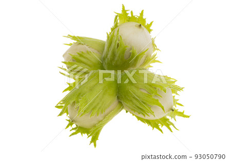 green walnut hazel isolated green walnut hazel isolated 93050790