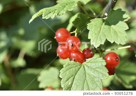 Juicy ripe currant berries on a green bush. Berries close-up. 93051278