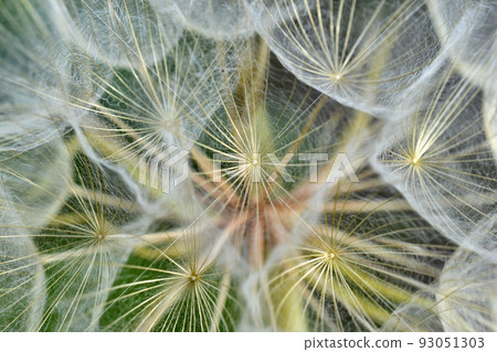 Giant dandelion close-up macro photo in summer afternoon Giant dandelion close-up macro photo in summer afternoon 93051303