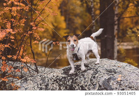 Fall season in northern nature. Dog standing on rock under rowan tree. Zalavruga, Belomorsk, Karelia, Russia 93051405