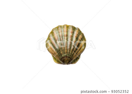 clam shell isolated on white background. perspective view. natural seashell 93052352