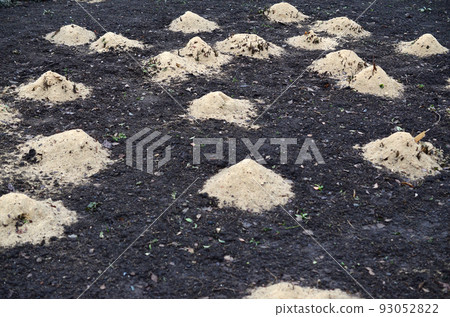 Mulching rose bushes. A lot of cropped rose bushes are strewn with wooden sawdust and stems for preservation in winter Mulching rose bushes. A lot of cropped rose bushes are strewn with wooden sawdust and stems for preservation in winter 93052822