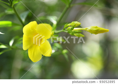 花 93052895