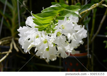 dendrobium orchid flower 93053153