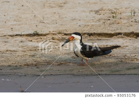 Black skimmer,perched on the beach,Cuiaba river bank, Pantanal Brazil Black skimmer,perched on the beach,Cuiaba river bank, Pantanal Brazil 93053176