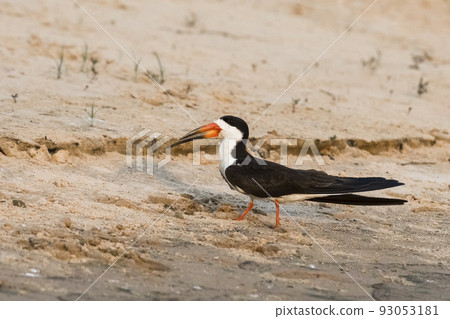 Black skimmer,perched on the beach,Cuiaba river bank, Pantanal Brazil Black skimmer,perched on the beach,Cuiaba river bank, Pantanal Brazil 93053181