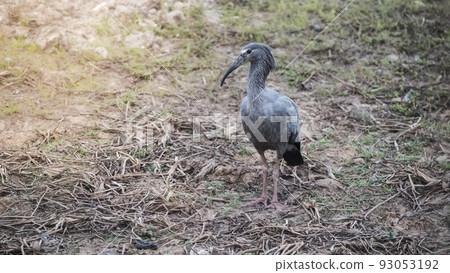 Plumbeous ibis, Mato Grosoo,Pantanal,Brazil 93053192