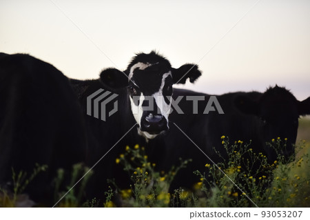 Argentine meat production,cows fed on natural grass. Argentine meat production,cows fed on natural grass. 93053207