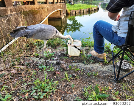 Gray heron in Mizuki Park 93053292