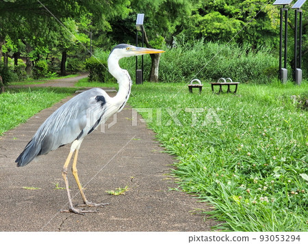 Gray heron in Mizuki Park Gray heron in Mizuki Park 93053294