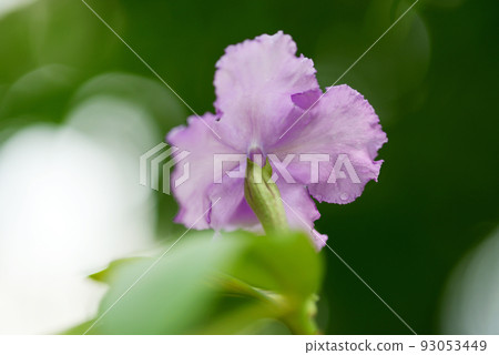 Brunfelsia Brunfelsia 93053449