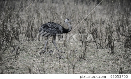 Greater Rhea with chicks, Rhea americana, Pantanal,Brazil Greater Rhea with chicks, Rhea americana, Pantanal,Brazil 93053700