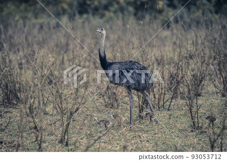 Greater Rhea with chicks, Rhea americana, Pantanal,Brazil 93053712