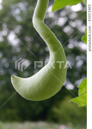 Shape of gourd 93053905