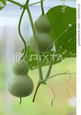 Gourd Gourd 93054323