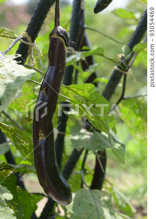 Shoya Daicho eggplant 93054469