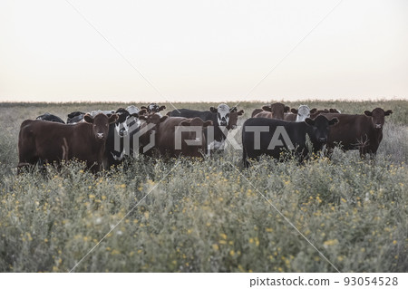 Steers and heifers raised with natural grass, Argentine meat production Steers and heifers raised with natural grass, Argentine meat production 93054528