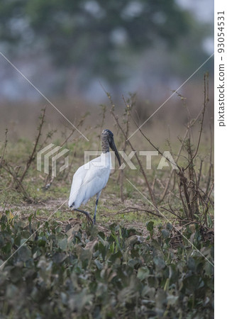 Wood Stork, in a marsh environment.Pantanal, Brazil Wood Stork, in a marsh environment.Pantanal, Brazil 93054531