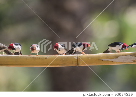 Yellow billed Cardinal,perched on a liana,Pantanal forest, Brazil 93054539