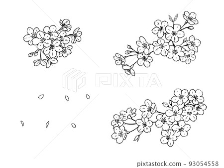 Sakura pen drawing set - Stock Illustration [93054558] - PIXTA